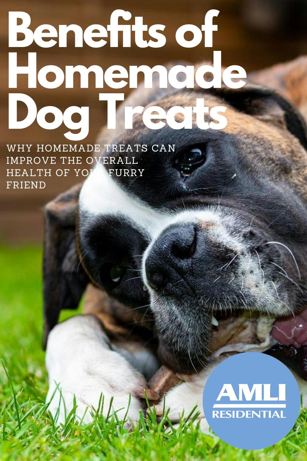 The Benefits of Homemade Dog Treats